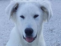 abruzzese shepherd head